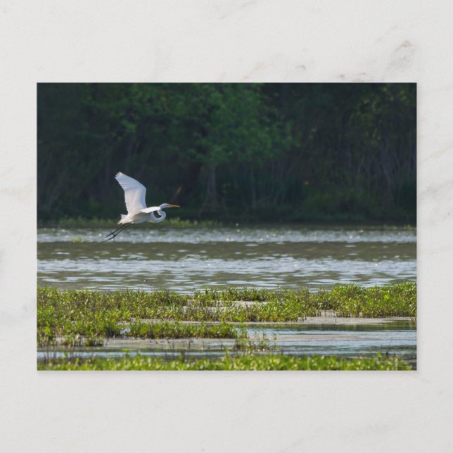 Great White Egret Flying Postcard (Front)