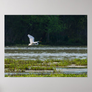 Great White Egret Flying Poster