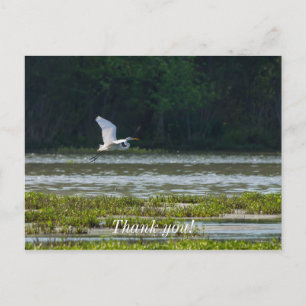 Great White Egret Flying Thank You Postcard