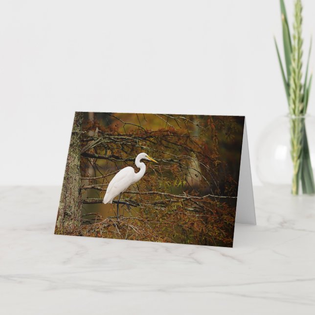 Great White Egret in Fall Colours Greeting Card (Front)