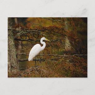 Great White Egret in Fall Colours Postcard