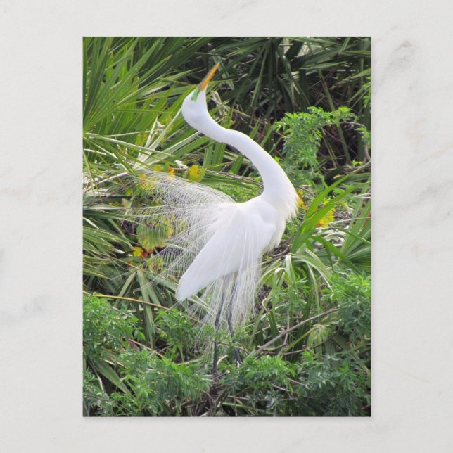 Great White Egret Love Dance Postcard (Front)