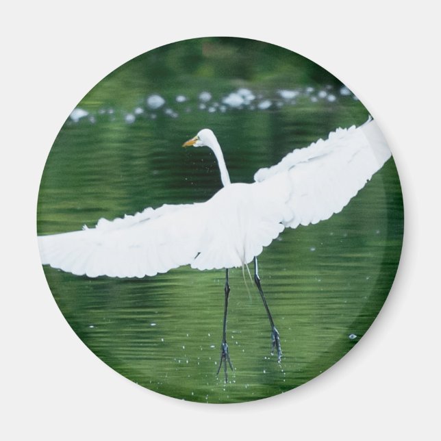 Great White Egret Magnet (Front)