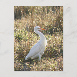 Great White Egret Photo Postcard
