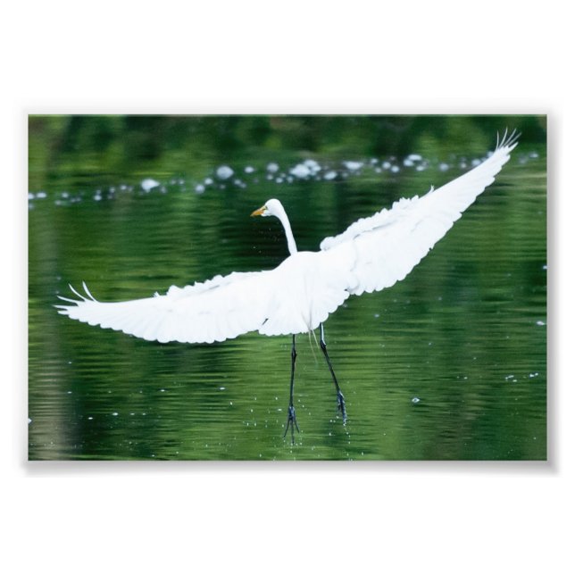 Great White Egret Photo Print (Front)