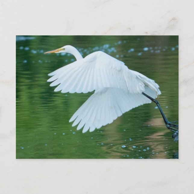 Great White Egret Postcard (Front)
