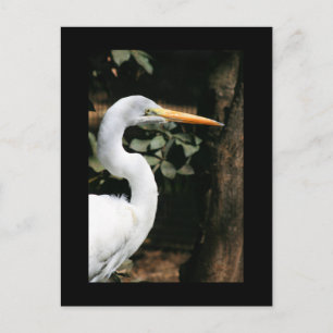 Great White Egret Postcard