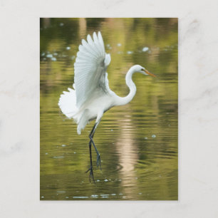 Great White Egret Postcard