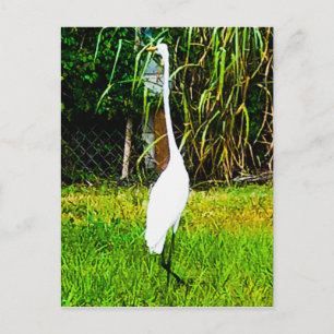 Great White Egret Postcard