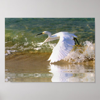 Great White Egret Poster
