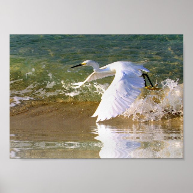 Great White Egret Poster (Front)