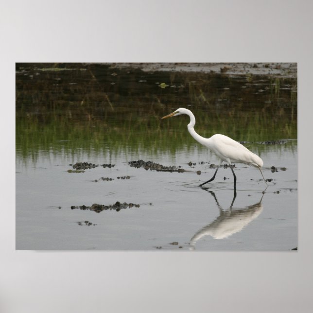 Great White Egret Print (Front)