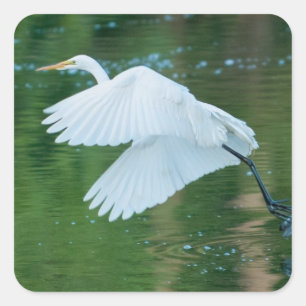 Great White Egret Square Sticker