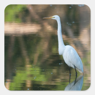 Great White Egret Square Sticker