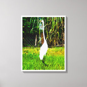 Great White Egret Stretched Canvas Print