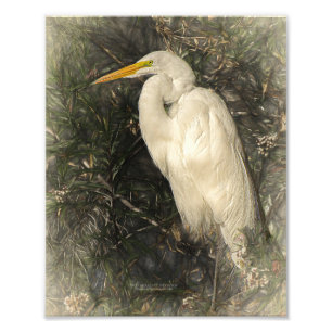 Great White Egret Water Bird Digital Art Painting Photo Print