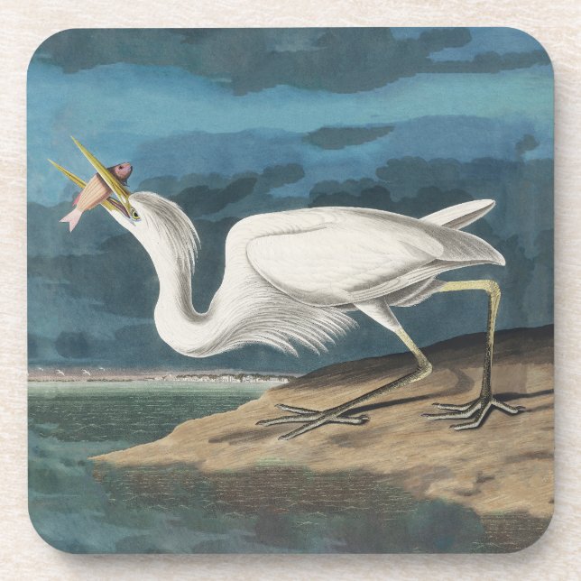 Great White Heron Audubon Bird Wildlife Painting Coaster (Front)
