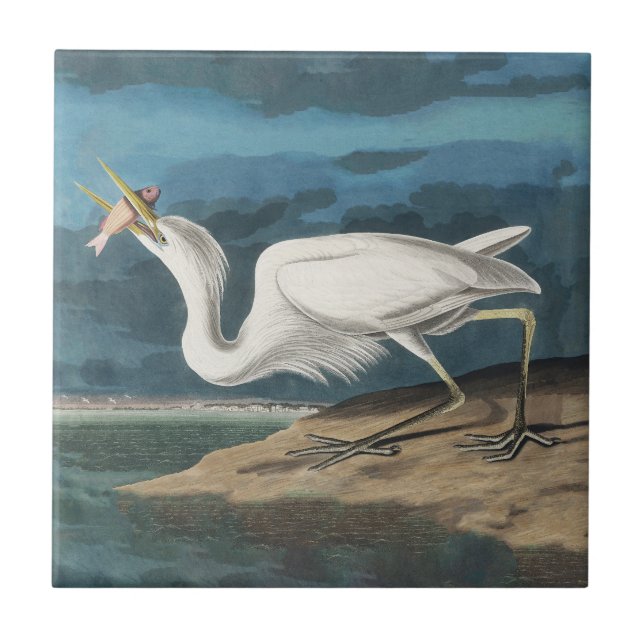 Great White Heron Audubon Bird Wildlife Painting Tile (Front)