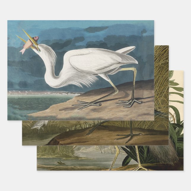 Great White Heron Audubon Bird Wildlife Painting Wrapping Paper Sheet (Set)