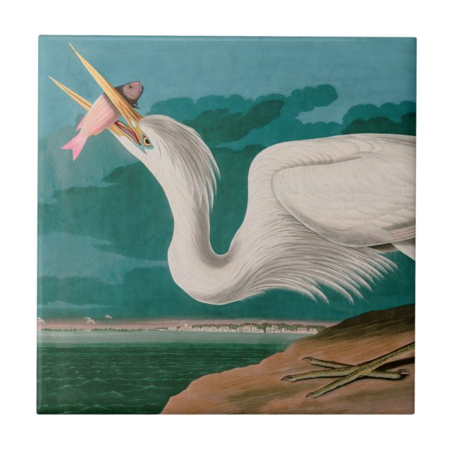 Great White Heron Birds of America Audubon Print Tile (Front)