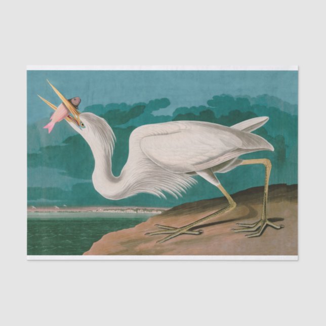 Great White Heron Birds of America Audubon Print Tissue Paper (Front)