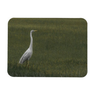 Great white heron Flexible Photo Magnet