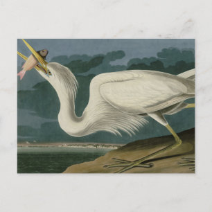 Great White Heron, from Audubon's Birds of America Postcard