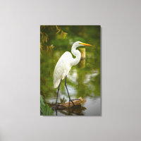 Great White Heron on a Log Nature Photography