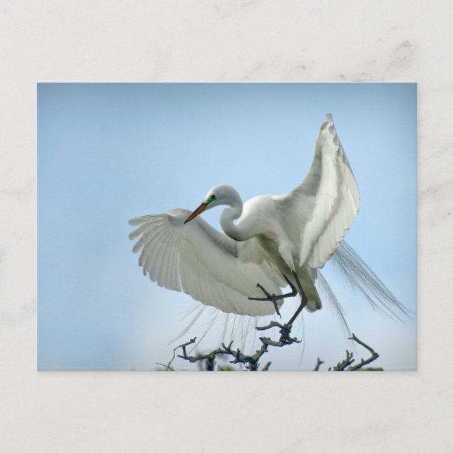 Great White Heron Photograph Postcard (Front)