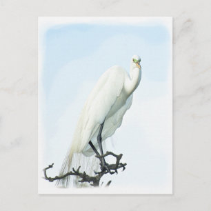 Great White Heron Portrait Animal Photography Postcard