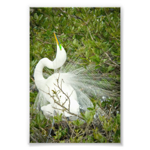 Great White Heron Pose Photograph