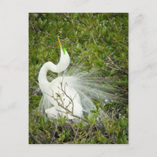 Great White Heron Pose Photograph Postcard
