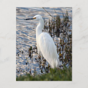 Great White Heron Postcard