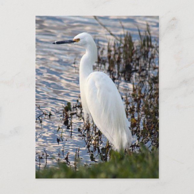 Great White Heron Postcard (Front)