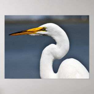 Great white heron poster