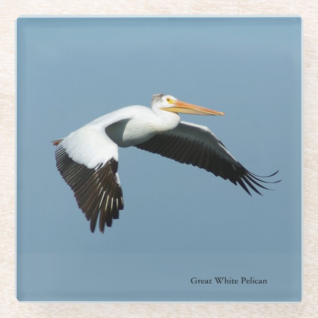 Great White Pelican glass coaster (Front)