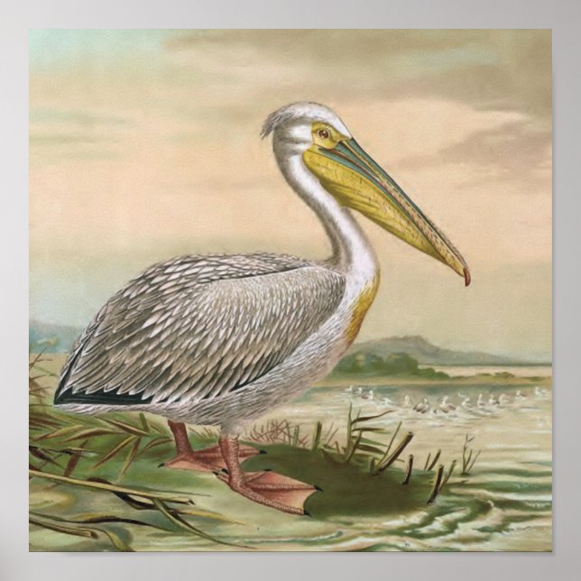 Great White Pelican Vintage Bird Illustration Poster (Front)