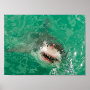 Great White Shark1 Poster
