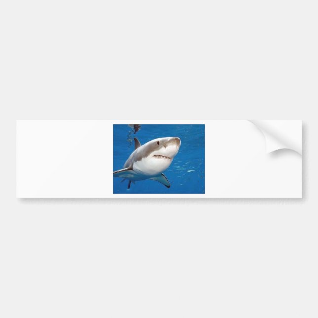 Great White Shark Bumper Sticker (Front)