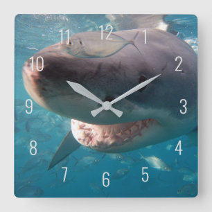 Great White Shark Close Up Underwater Australia Square Wall Clock