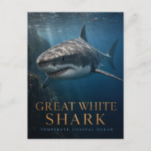 Great White Shark Coastal Ocean ANIMALS
