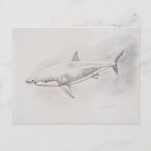 Great White Shark Drawing Postcard