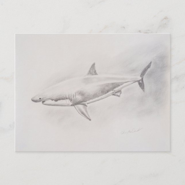 Great White Shark Drawing Postcard (Front)