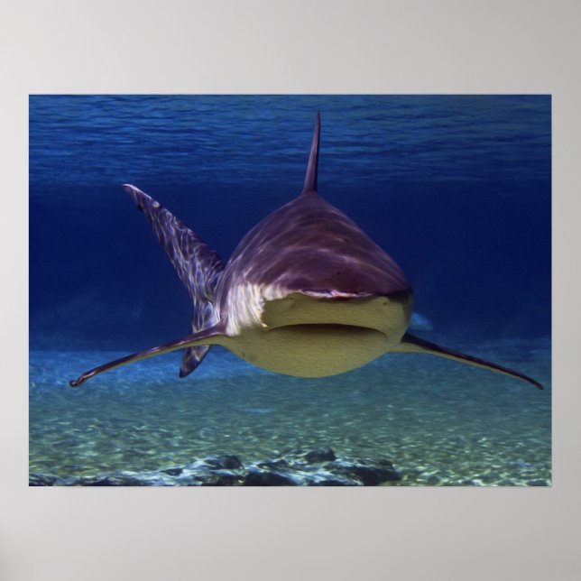 Great White Shark Encounter Poster (Front)