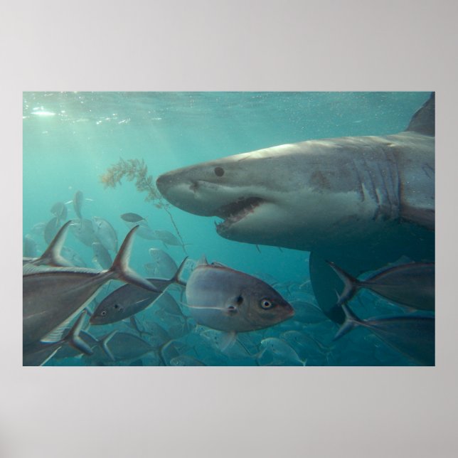 Great White Shark & Fish Underwater Landscape Poster (Front)