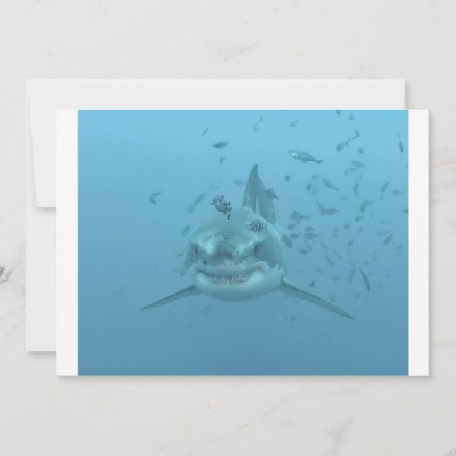 Great White Shark Isla Guadalupe (Front)