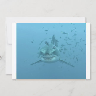 Great White Shark Isla Guadalupe