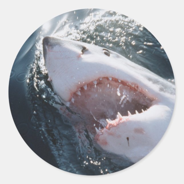 Great White Shark on sea Classic Round Sticker (Front)