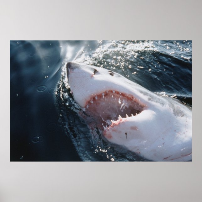 Great White Shark on sea Poster (Front)