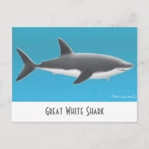 Great White Shark Postcard